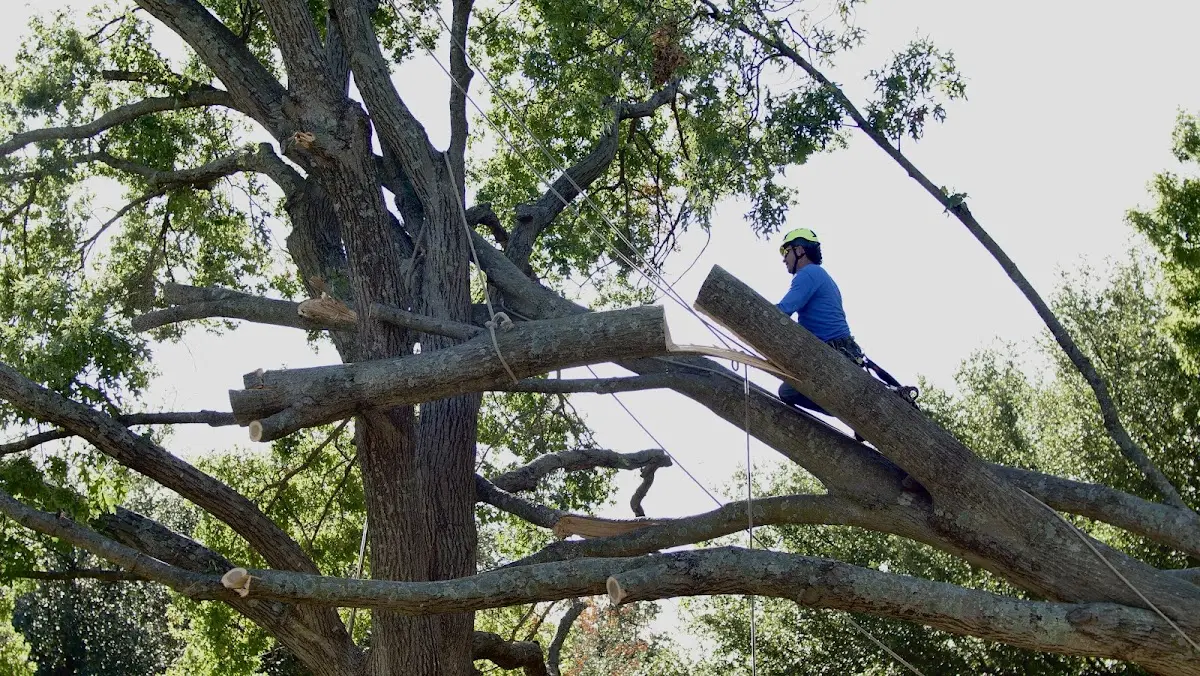 Professional Hazardous Tree Removal performed by certified arborists in Chauvin